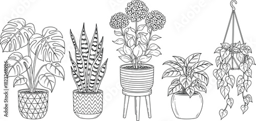 Hand drawn house plants vector set, monstera, snake plant, hanging pot, black and white sketch, botanical line art illustration collection.