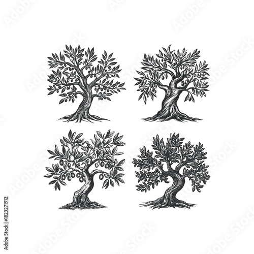 A collection of four detailed monochrome woodcut or engraving illustrations depicting gnarled olive trees