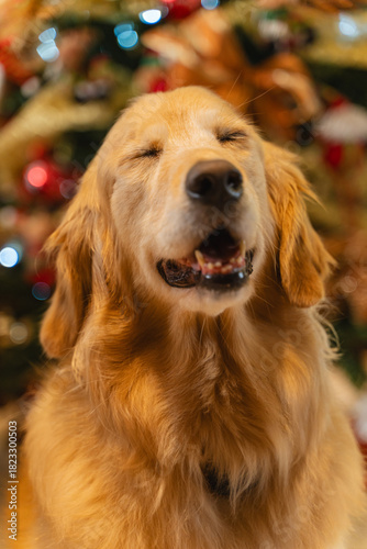 Golden Retriever making a Christmas wish with eyes closed in front of festive tree