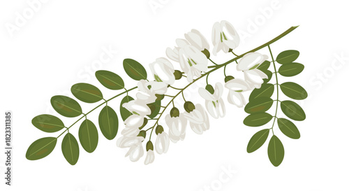 Blooming white acacia flowers and lush green leaves on a branch, illustrating the beauty of nature in springtime.