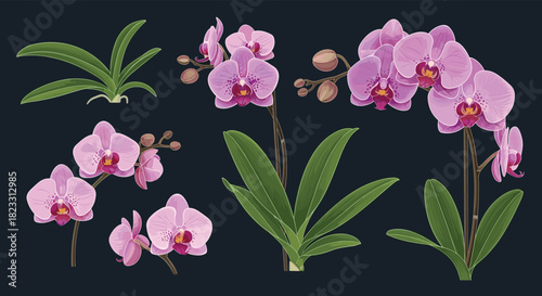 A collection of beautiful pink orchid flowers, stems, leaves, and buds in various arrangements on a dark background, perfect for botanical design.