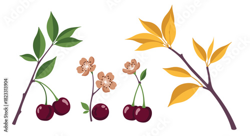 Illustrations of cherry tree branches showing spring blossoms, summer fruit, green leaves, and autumn foliage, depicting seasonal changes.