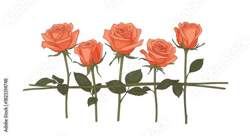 Five elegant orange roses with green leaves and stems arranged horizontally on a pristine white background, perfect for romantic and decorative designs.