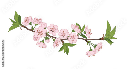 Beautiful cherry blossom branch with delicate pink flowers and fresh green leaves on a white background.