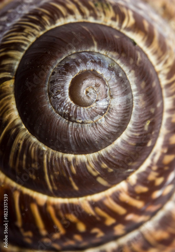 spiral texture. close-up of a snail shell. screen saver. snail house. colorful macro photo. mollusk house.