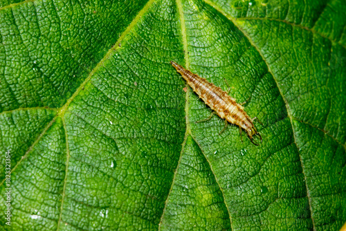 lacewing larva on a green leaf. colorful photo of wildlife. macro photo of an insect. close-up. space for text