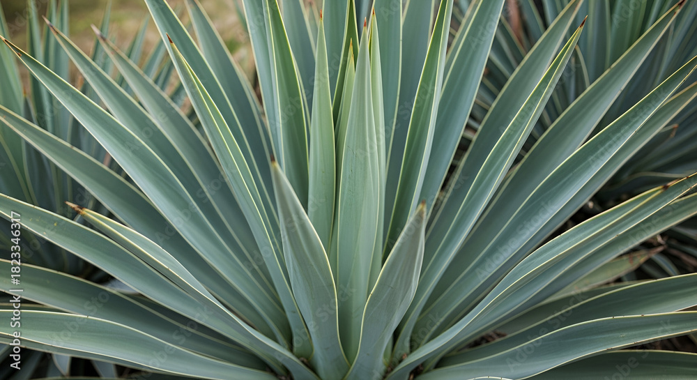 Fototapeta premium Close-up Shot of a Striking Yucca Plant Displaying Its Sharp and Elegant Leaves