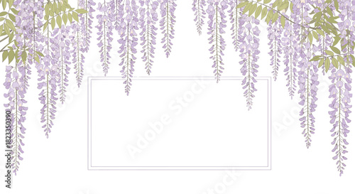 Beautiful cascading lavender wisteria flowers bloom gracefully overhead on a clear day.