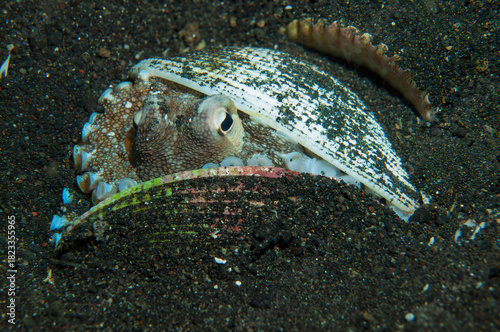 Coconut octopus using seashells for protection on sandy seabed in Indonesia