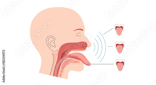 Medical illustration showing the anatomy of human speech, including a cross-section of the head, vocal cords, and tongue positions.