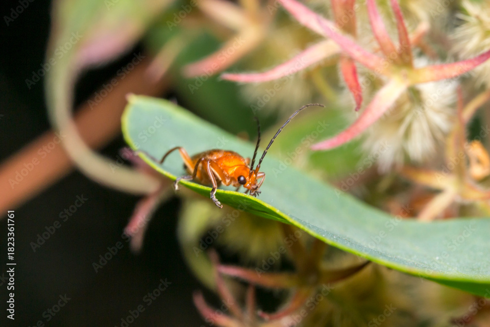 Fototapeta premium a soft-bodied beetle on a colorful background with highlights and bokeh. space for text. a colorful macro photo of an insect. close-up. screensaver.