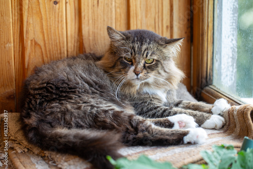 A beautiful long-haired tabby cat with white paws lies comfortably on a rug next to a window. The fluffy feline features a serious or grumpy expression against a rustic wooden background