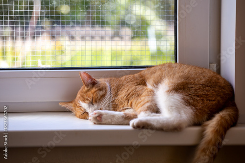 A peaceful ginger and white cat sleeps curled up on a white window sill bathed in sunlight. Behind the resting pet, a window safety mesh screen is clearly visible against a blurred green background.
