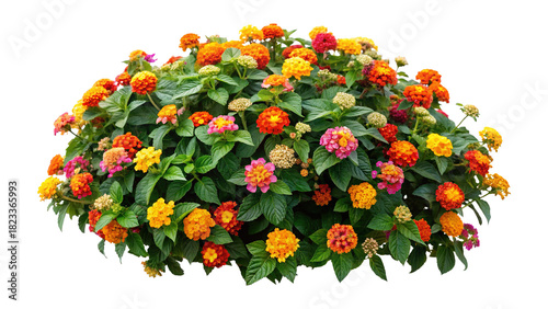 Closeup view of vibrant lantana flowers with a green leaves background