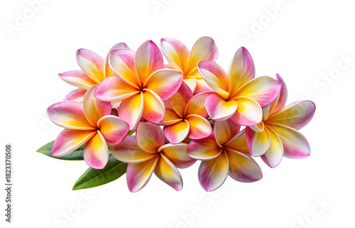 Beautiful Plumeria Blossom Arrangement with Pink and Yellow Petals on White Backdrop