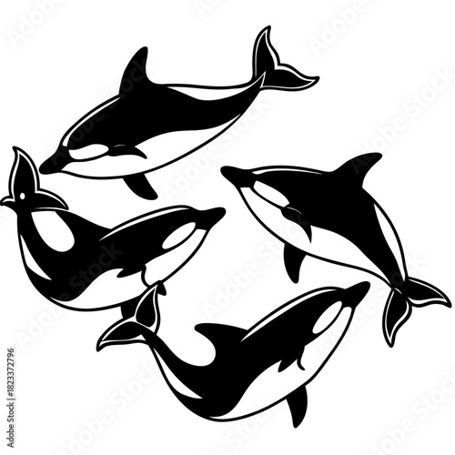 Four orcas swimming together