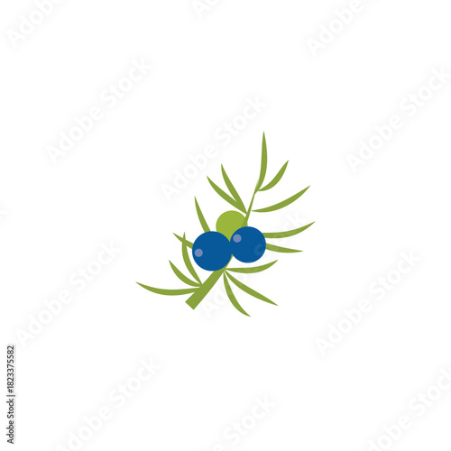 Juniper berries. flat vector illustration isolated on white background. easy to use