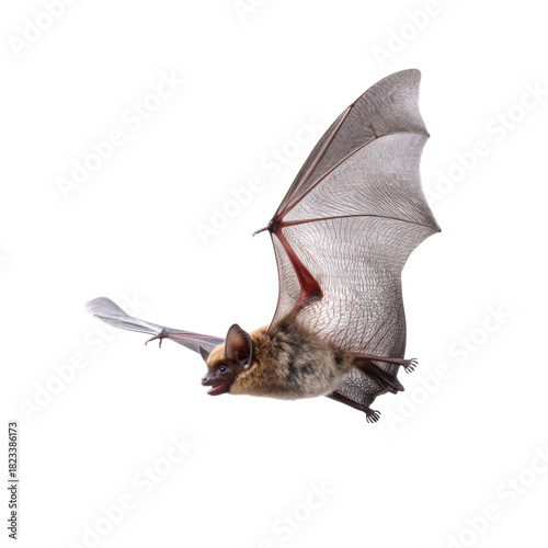 Flying big brown bat on transparent background