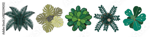Top-view vector illustration of different houseplants, including ferns, monstera, succulents, leafy tropical plants, drawn in clean, modern flat style with rich green tones on transparent background.