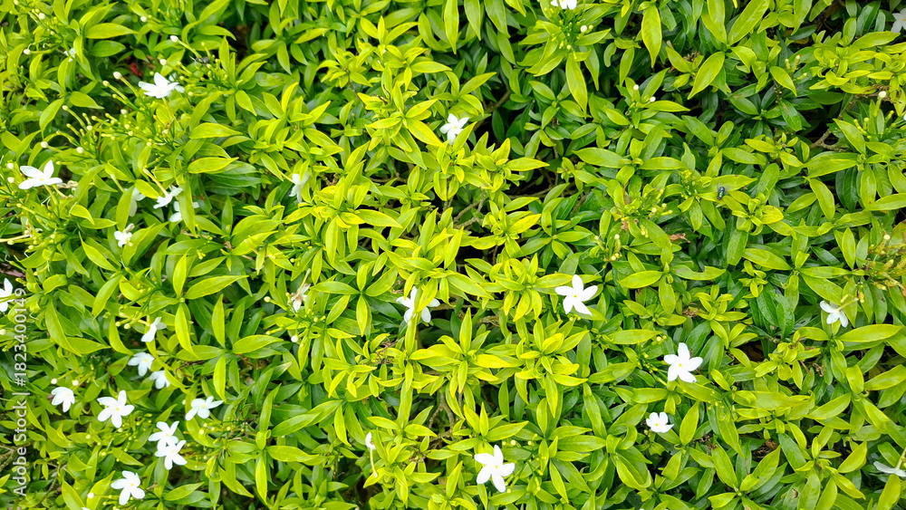 Fototapeta premium Vibrant Tropical Leaf and White Flower Natural Texture Background