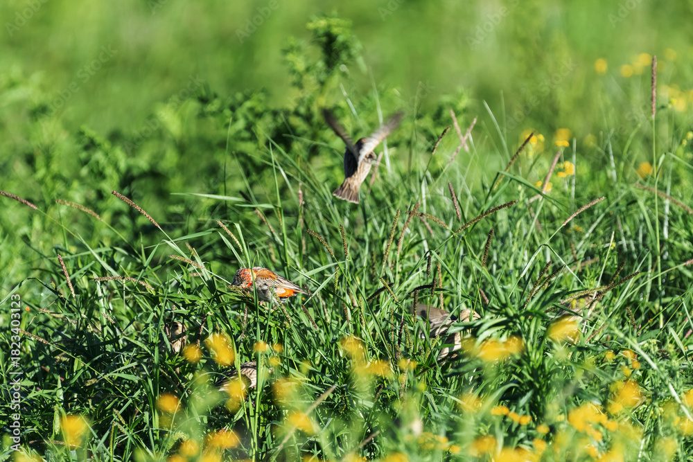 Fototapeta premium Travailleur à bec rouge dans un champ de tanaisie au printemps en Namibie