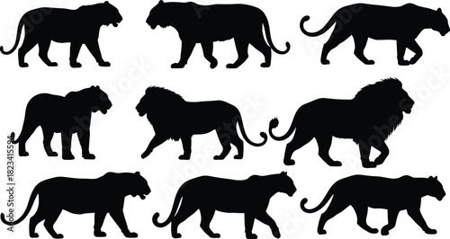 Collection of wild big cat silhouettes including walking lion and tiger vector illustration isolated on white.