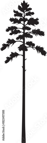 Loblolly pine silhouette