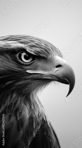 american bald eagle