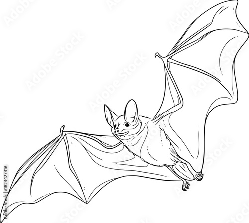Detailed Line Art Illustration of a Flying Bat Against a White Background  Isolated Graphic