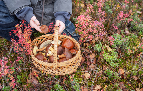 Person holding full basket of wild mushrooms in autumn forest