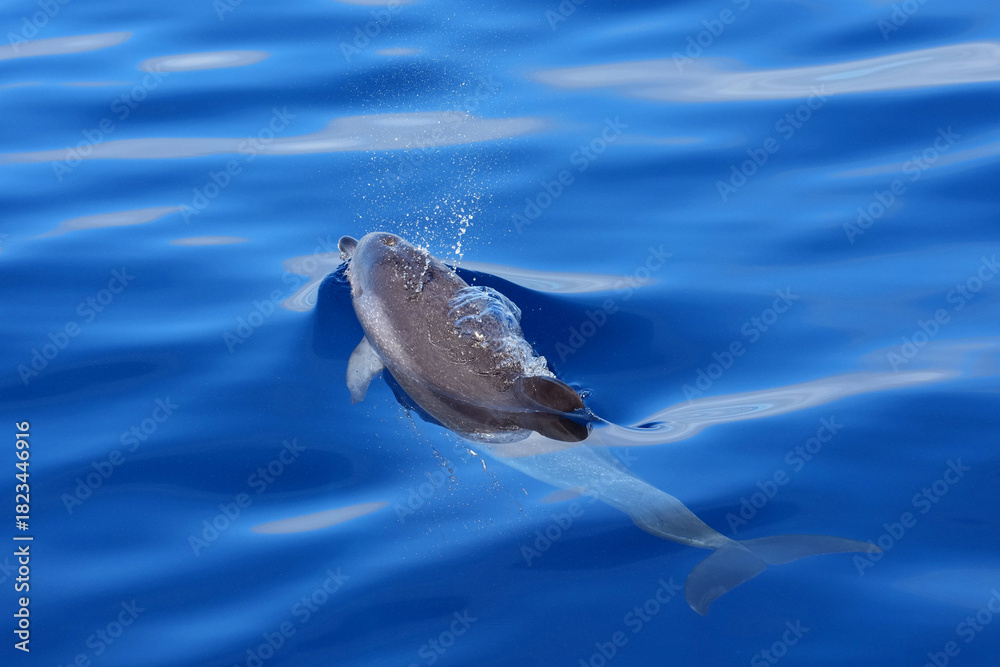 Naklejka premium Delfin beim Auftauchen im Atlantik vor Gran Canaria