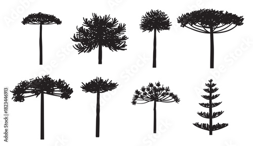 Araucaria Silhouette Vector