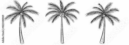 Clean line art illustration of three coconut palm trees with detailed leaves and trunks. Simple tropical outline drawing ideal for summer themes, beach graphics, and natural design elements