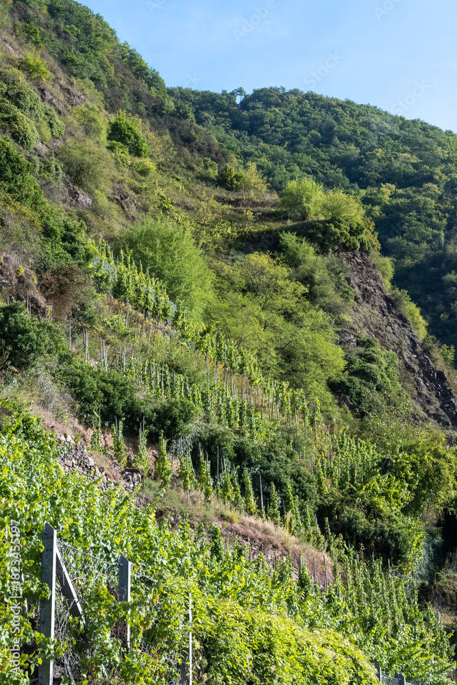 Fototapeta premium Vineyards, forests, harvest time in Calmont region with steepest vineyard in Europe on Moselle river valley, outdoor activities, hiking and klimbing in Germany, travel destination near Bremm