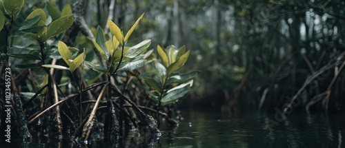 Wallpaper Mural Serene view of lush mangrove trees with vibrant green leaves and exposed roots in calm, reflective water setting, evoking sense of tranquility and natural beauty Torontodigital.ca
