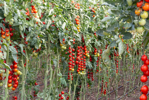 Growing of red salad or sauce tomatoes on greenhouse plantations in Fondi, Lazio, agriculture in Italy in summer, harvest