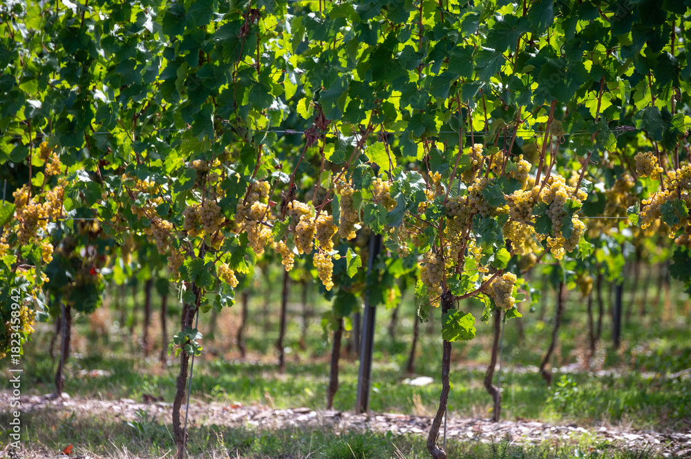 Fototapeta premium Hilly vineyards, harvest time in Ortsteile of Kröv on Moselle river valley, hiking in Germany, travel destination near Traben-Trarbach, Germany, bunches of ripe white Riesling grapes