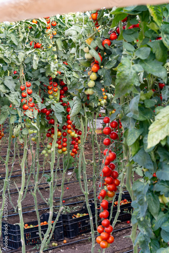 Growing of red salad or sauce tomatoes on greenhouse plantations in Fondi, Lazio, agriculture in Italy in summer, harvest