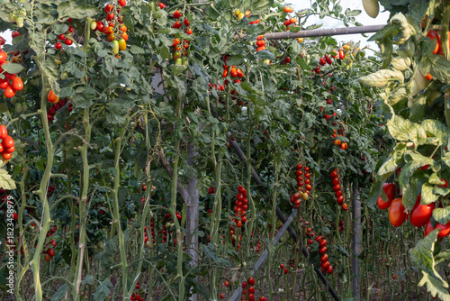 Growing of red salad or sauce tomatoes on greenhouse plantations in Fondi, Lazio, agriculture in Italy in summer, harvest