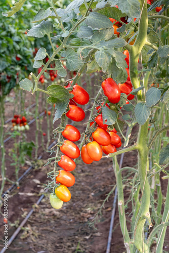 Growing of red salad or sauce tomatoes on greenhouse plantations in Fondi, Lazio, agriculture in Italy in summer, harvest