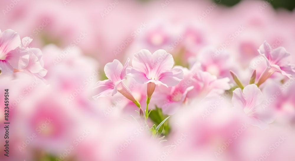 Fototapeta premium bouquet of roses'abstract colorful background with butterflies'camomile on a yellow background'pink tulips on green background'colorful flowers on white background'red rose with water droplets