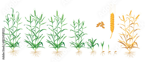 wheat or rye grain and ear growth in soil stages