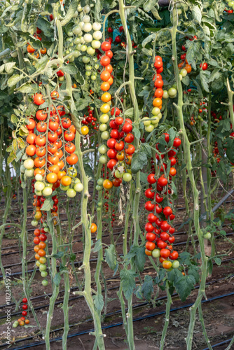 Growing of red salad or sauce tomatoes on greenhouse plantations in Fondi, Lazio, agriculture in Italy in summer, harvest