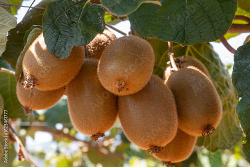 New harvest of golden or green kiwi, hairy fruits hanging on kiwi tree in orchard in Italy, Lazio