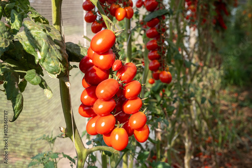 Growing of red salad or sauce tomatoes on greenhouse plantations in Fondi, Lazio, agriculture in Italy in summer, harvest