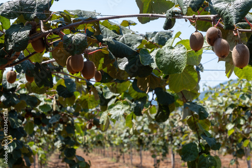 New harvest of golden or green kiwi, hairy fruits hanging on kiwi tree in orchard in Italy, Lazio