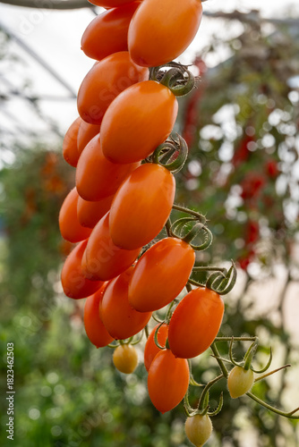 Growing of orange salad or sauce tomatoes on greenhouse plantations in Fondi, Lazio, agriculture in Italy in summer, harvest
