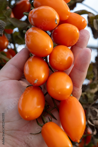 Growing of orange salad or sauce tomatoes on greenhouse plantations in Fondi, Lazio, agriculture in Italy in summer, harvest