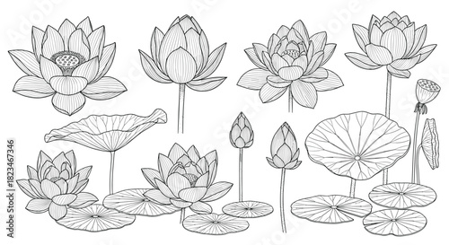 Detailed botanical illustration set featuring various stages of elegant lotus flowers, buds, leaves, and a seed pod in a vintage engraving style.
