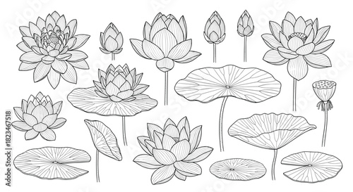 Elegant collection of hand-drawn lotus flowers, delicate buds, floating leaves, and a unique seed pod in detailed line art.